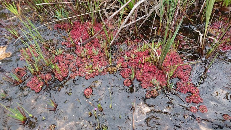 Drosera kaieteurensis, photographed by Glynn Morris