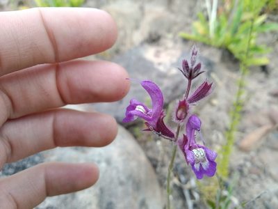 Salvia albicaulis, photographed by De Waal Hugo