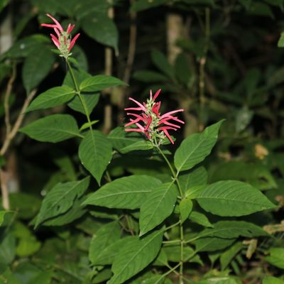 Dianthera secunda, photographed by Aitor