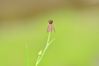 Iphigenia magnifica, photographed by S.MORE