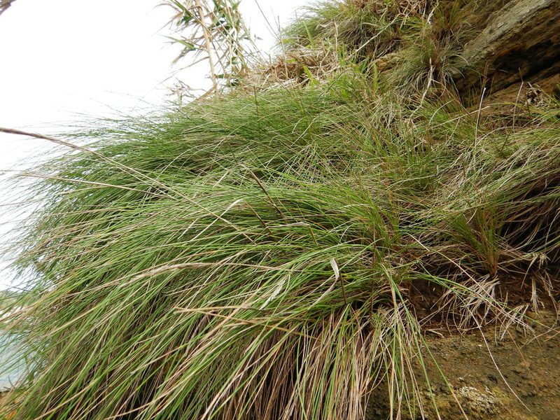 Festuca petraea, photographed by Duarte Frade