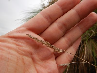 Festuca petraea, photographed by Duarte Frade