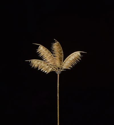 Dactyloctenium scindicum, photographed by S.MORE