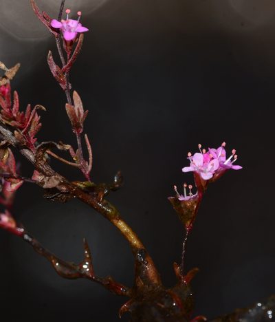 Rotala floribunda, photographed by S.MORE