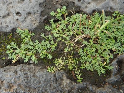 Soliva stolonifera, photographed by Duarte Frade