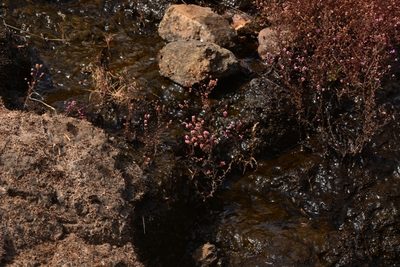 Rotala floribunda, photographed by S.MORE