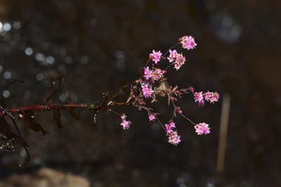 Rotala floribunda, photographed by S.MORE