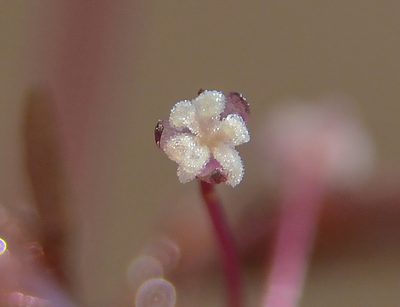 Nechamandra alternifolia, photographed by S.MORE