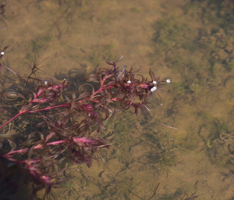 Nechamandra alternifolia, photographed by S.MORE