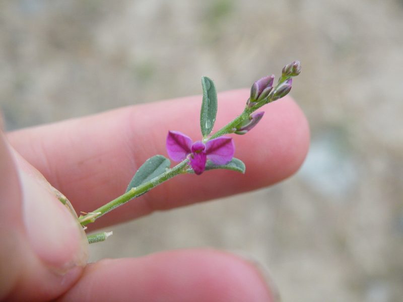 Polygala sekhukhuniensis, photographed by Antoinette Eyssell Knox