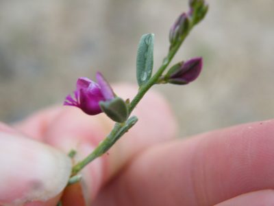 Polygala sekhukhuniensis, photographed by Antoinette Eyssell Knox
