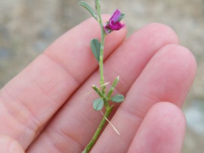 Polygala sekhukhuniensis, photographed by Antoinette Eyssell Knox