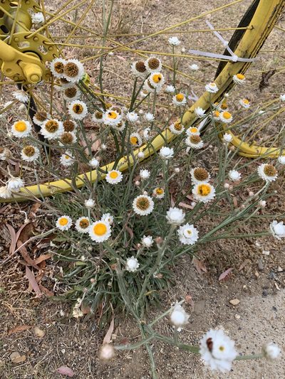 Ammobium alatum, photographed by Guy Taseski