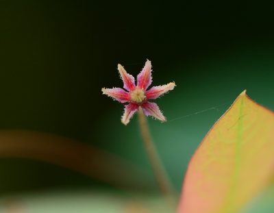 Phyllanthus sikkimensis, photographed by S.MORE