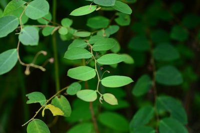 Phyllanthus sikkimensis, photographed by S.MORE