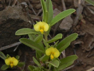 Polygala arvensis, photographed by S.MORE