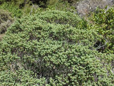Veronica topiaria, photographed by Peter de Lange