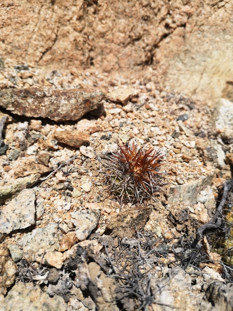 Copiapoa decorticans, photographed by Aira Francisca Faúndez Fallau