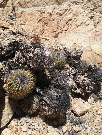 Copiapoa decorticans, photographed by Aira Francisca Faúndez Fallau