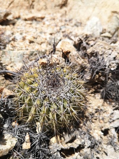 Copiapoa decorticans, photographed by Aira Francisca Faúndez Fallau