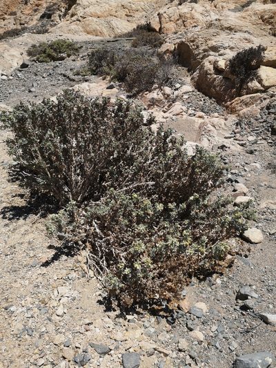 Prosa fruticosa, photographed by Aira Francisca Faúndez Fallau