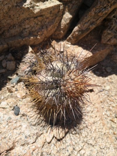 Copiapoa atacamensis, photographed by Aira Francisca Faúndez Fallau