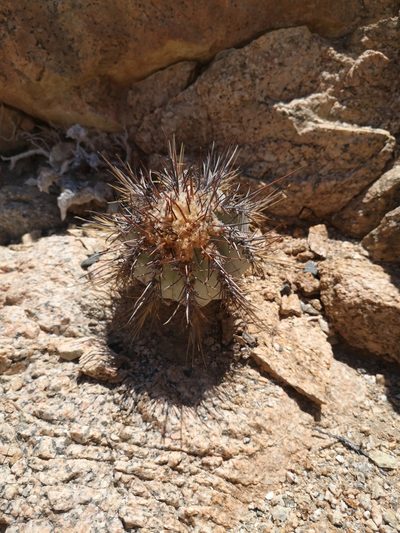 Copiapoa atacamensis, photographed by Aira Francisca Faúndez Fallau