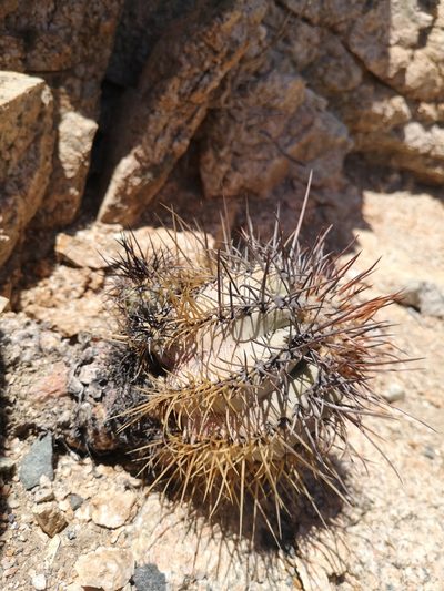 Copiapoa atacamensis, photographed by Aira Francisca Faúndez Fallau