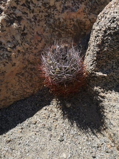 Eriosyce paucicostata, photographed by Aira Francisca Faúndez Fallau
