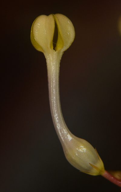 Ceropegia panchganiensis, photographed by S.MORE