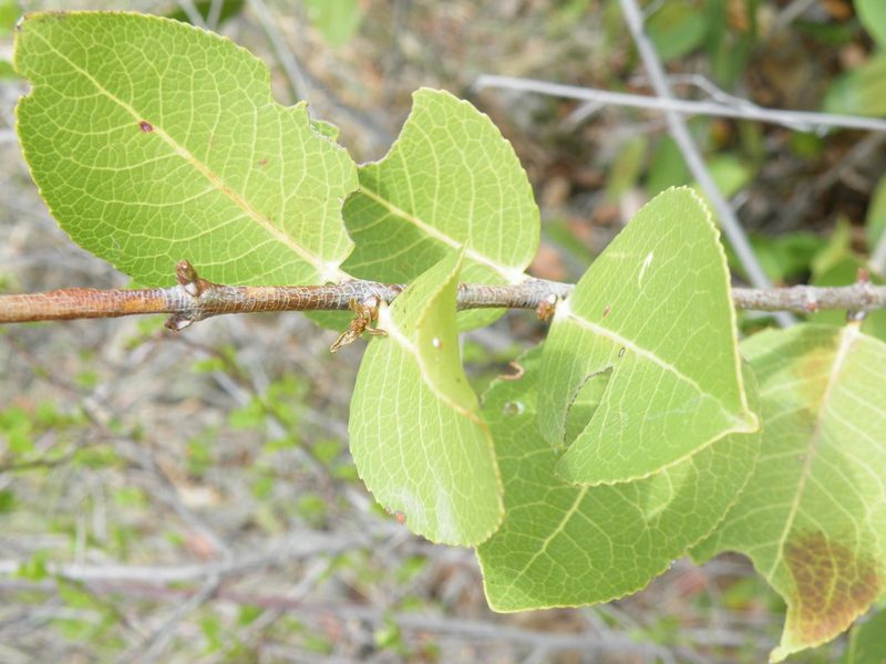 Lydenburgia cassinoides, photographed by Antoinette Eyssell Knox