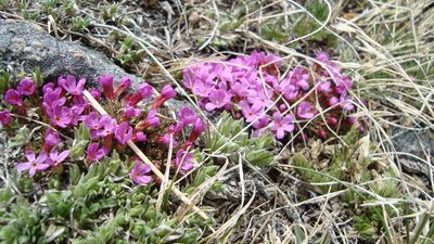 Androsace montana, photographed by gsexauer