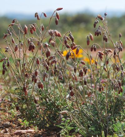 Hermannia pulverata, photographed by Charles Stirton