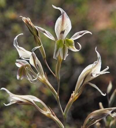 Gladiolus permeabilis, photographed by Charles Stirton