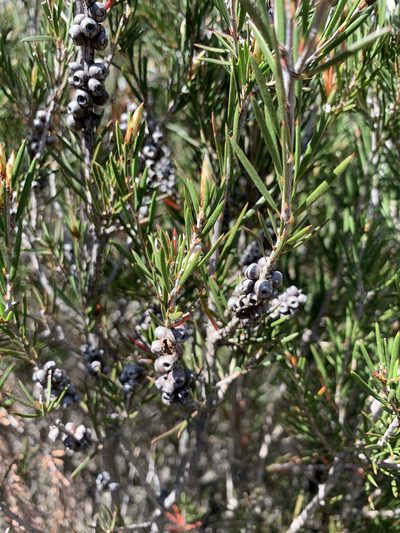 Melaleuca pityoides, photographed by Guy Taseski