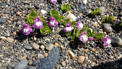 Scutellaria nummulariifolia, photographed by Tabaré Barreto