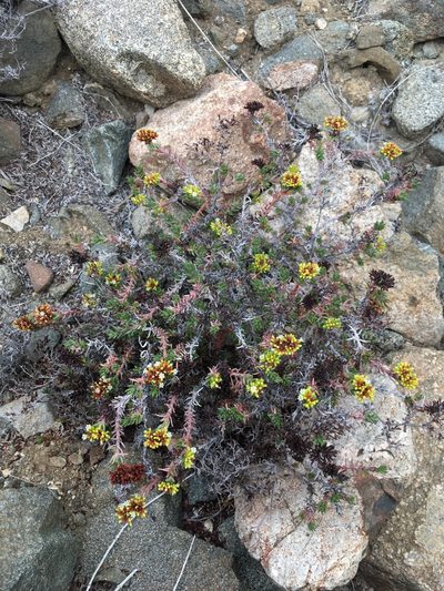 Chorizanthe flavescens, photographed by Matt Berger