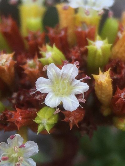 Chorizanthe flavescens, photographed by Matt Berger