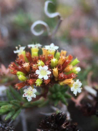 Chorizanthe flavescens, photographed by Matt Berger