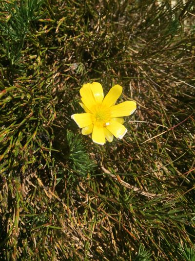 Ranunculus gunnianus, photographed by Kevin Attard