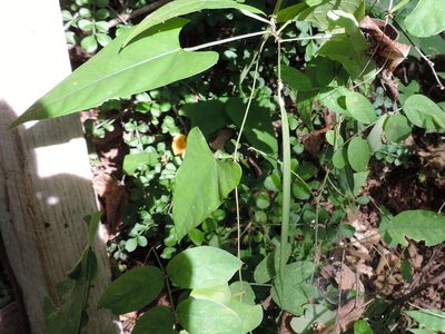 Centrosema sagittatum, photographed by Francisco Farriols Sarabia