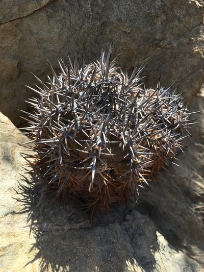 Copiapoa echinoides, photographed by Matt Berger