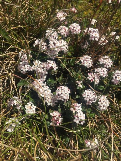 Pimelea alpina, photographed by Kevin Attard