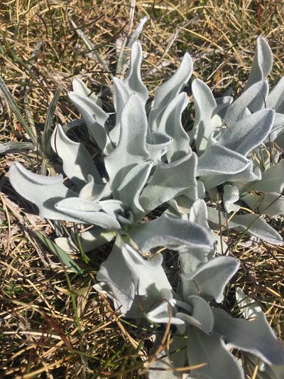 Craspedia maxgrayi, photographed by Kevin Attard