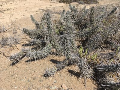 Miqueliopuntia miquelii, photographed by Matt Berger
