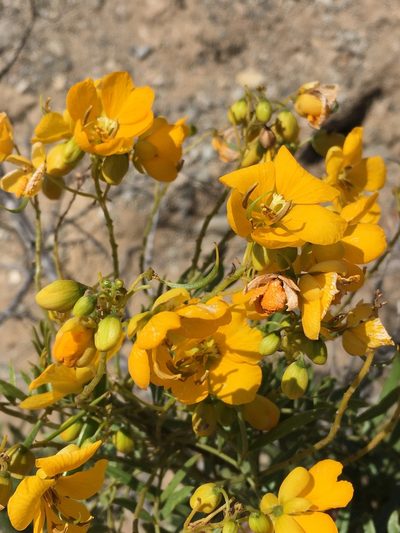 Senna cumingii, photographed by Matt Berger
