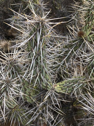 Miqueliopuntia miquelii, photographed by Matt Berger
