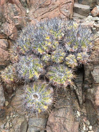 Copiapoa echinoides, photographed by Matt Berger