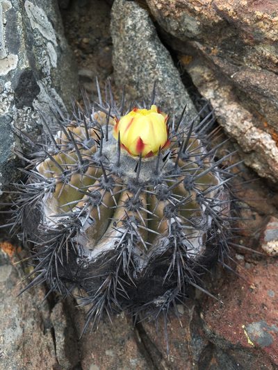 Copiapoa echinoides, photographed by Matt Berger