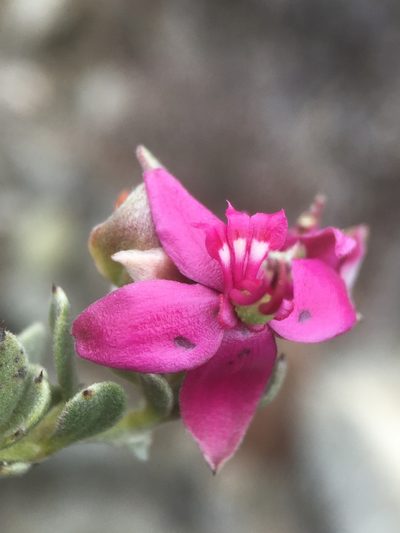 Krameria cistoidea, photographed by Matt Berger